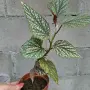 Бегония    Цвете , снимка 2