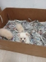 Mini Pomerani, снимка 3