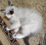 Чистокръвни котенца Ragdoll, снимка 2