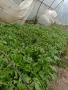 Разсад на домати от Елинпелинският край , снимка 13