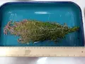 Пакет аквариумни растения, снимка 4
