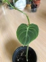 Philodendron Melanochrysum , снимка 2