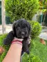 Кавапу & Cavapoo, снимка 8