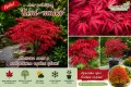 Ацер „Бени-Майко“ (Acer palmatum 'Beni-maiko') – Японски японски клен, снимка 1