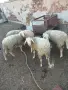 4 мъжки агнета___, снимка 1