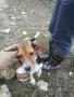 Малки сладки Бигълчета, снимка 2