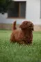 Той пудел Toy poodle, снимка 5