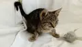 Подарявам малко котенце, снимка 3