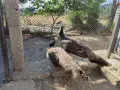 Пауни на една година, снимка 4