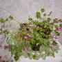 Оксалис /Детелина Бяла и Розова , снимка 11
