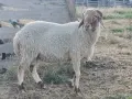 овце коч агнетаа, снимка 4
