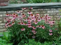 Eхинацея (Purpurea, Purpurea Magnus), снимка 2