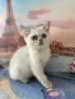британски котенца, снимка 3