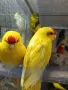 Различни видове птици , снимка 3
