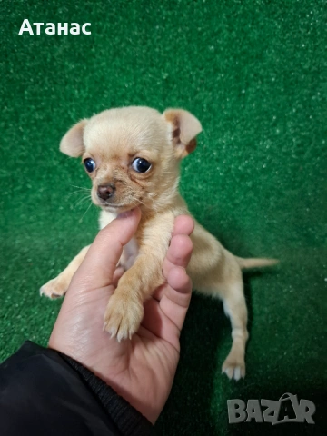 Чихупинчер 