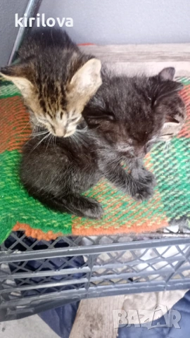 Подарявам котета 