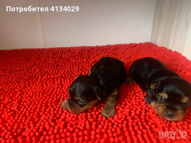 Мини и стандартни Йорки мъжки 35 дни и Супер мини Йорки мъжки 1,5 кг на две години, снимка 16 - Йоркширски териер - 53228272