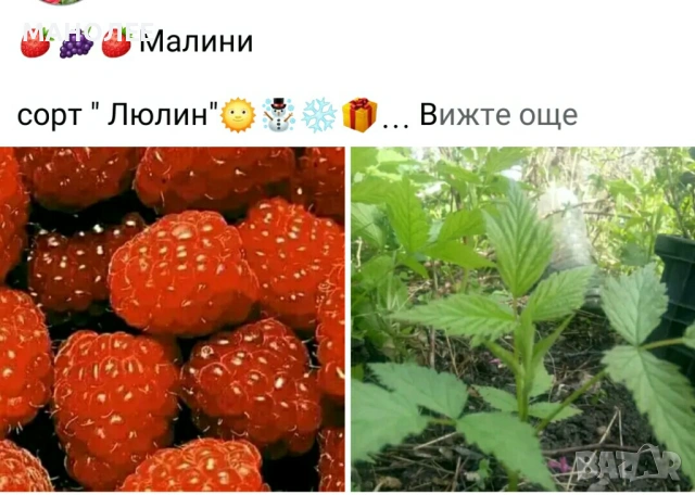 🍇🍒🍇Плодове - разсад 🍓🍎🍏🍋🍒🍇, снимка 3 - Градински цветя и растения - 54427893
