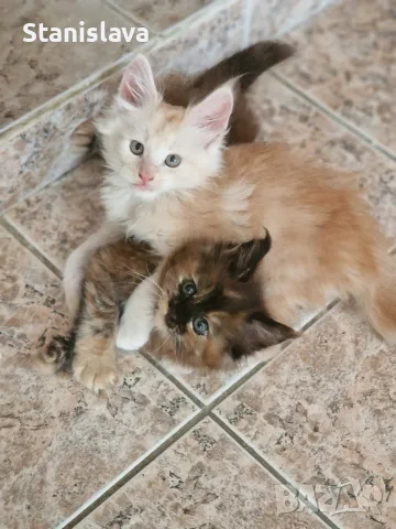 котенца Мейн Куун, снимка 3 - Мейн кун - 55670869