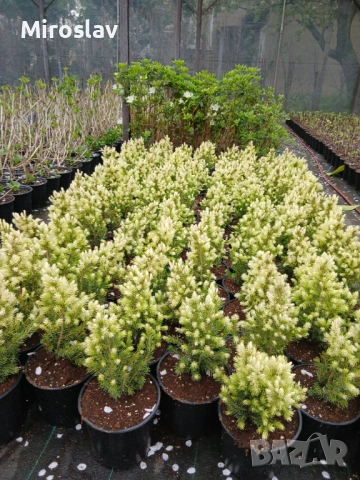 Мини смърч „Daisy's White“, снимка 11 - Градински цветя и растения - 54283627