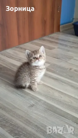 Британско коте таби, снимка 12 - Британска късокосместа - 55483445