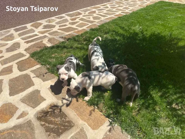 Американско були ХЛ, снимка 7 - Питбул - 55354691