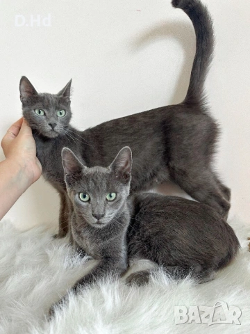 Руски сини котета