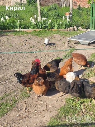 🥚 Домашни яйца от свободно отглеждани кокошки – Пловдив 🐓 , снимка 2 - други­ - 54726146