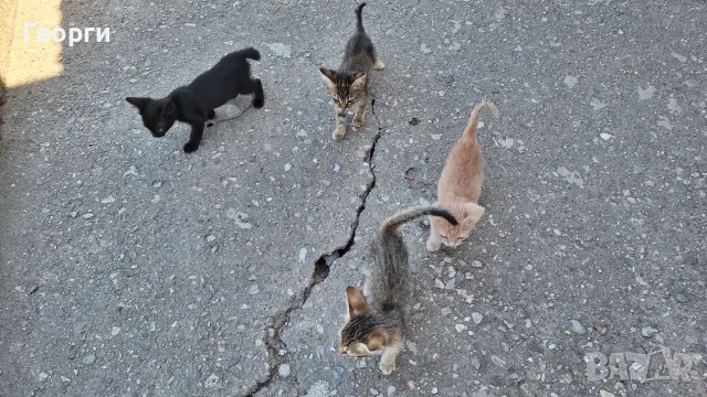 Подарявам котенца, снимка 2 - За котки - 55484335