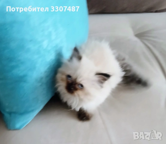 Коте Регдол, снимка 7 - Други - 54607291