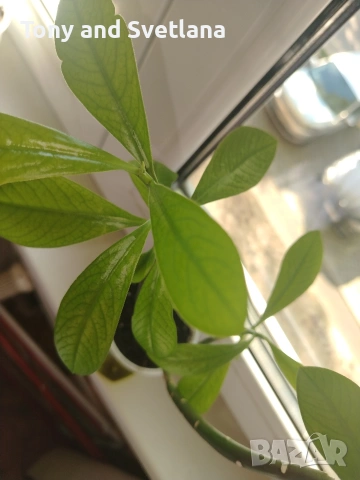 Каучуково растение (Syngonium grantii) , снимка 6 - Стайни растения - 54664226
