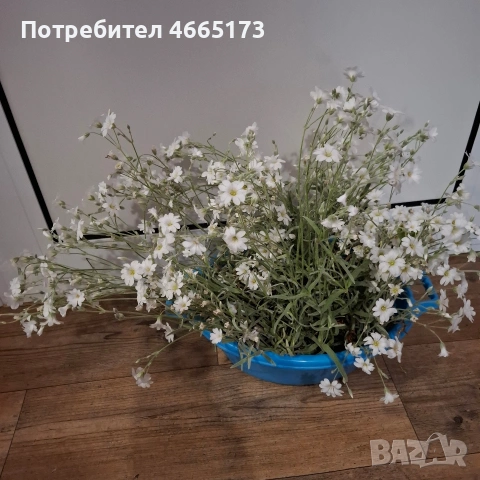 Растение Рожец, снимка 3 - Градински цветя и растения - 54542972