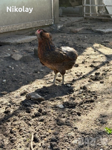 Продавам оплодени яйца, снимка 5 - други­ - 54131842