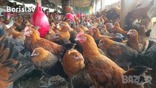 Ярки 4 месеца Шарени с.Ивански