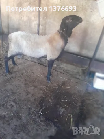 Продавам млад черноглав коч  , снимка 2 - Овце - 55546913