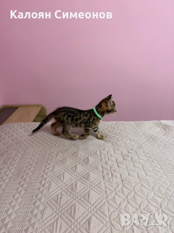 Бенгалски котета, снимка 3 - Бенгалски - 54357737