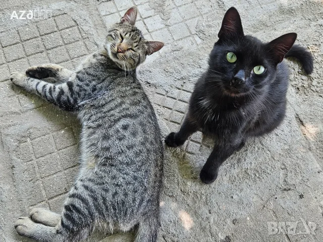 4 сладки котенца , снимка 7 - Други - 55335580