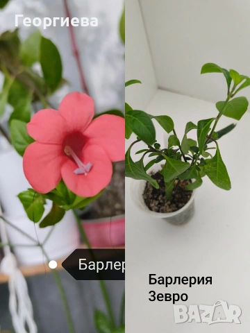 барлерия