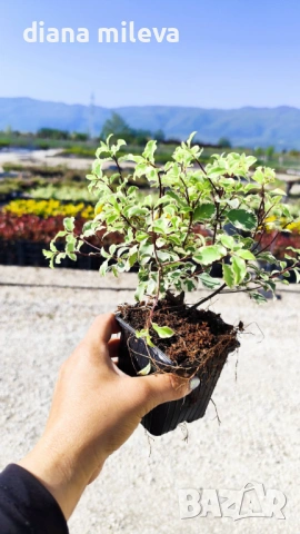 Питоспорум, Pittosporum Tenuifolium Variegatum, снимка 6 - Градински цветя и растения - 54372175