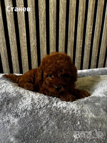 Мини пудели / Mini Poodles