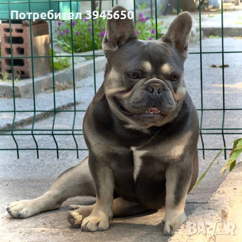 Френски булдог (разплод) , снимка 4 - Френски булдог - 55042966