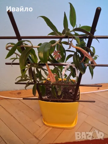 Колумнея - Columnea schiedeana - с цвят, снимка 2 - Стайни растения - 49408518