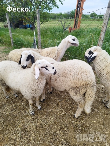 продавам агнета, снимка 2 - Овце - 54578640