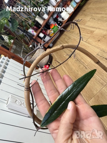 Hoya Хоя Sulawesiana Albomarinata , снимка 3 - Стайни растения - 54920374