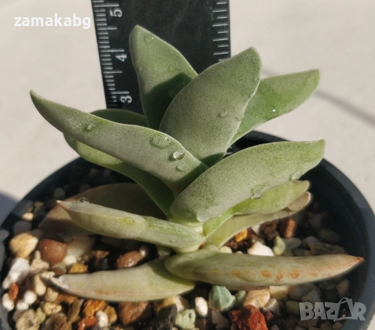 Красула (Crassula falcata) сукулентно растение 5-6 см