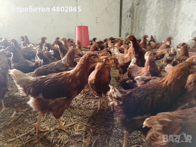 Ярки, Тетра. 