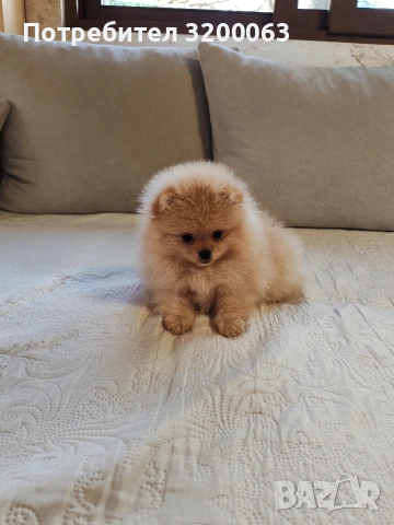 Померан женско мини размер , снимка 4 - Померан - 54113214