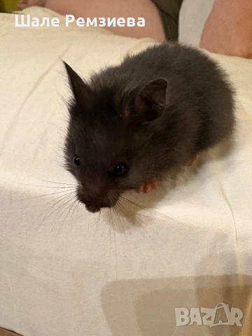 Syrian Hamster, снимка 2 - Хамстери - 54321706