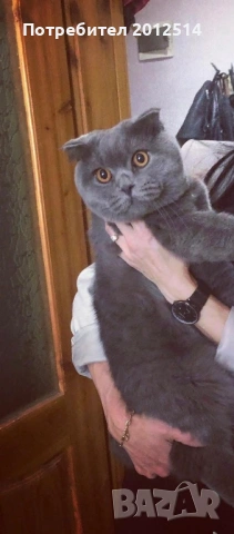 Британска котка , снимка 7 - Британска късокосместа - 54498153