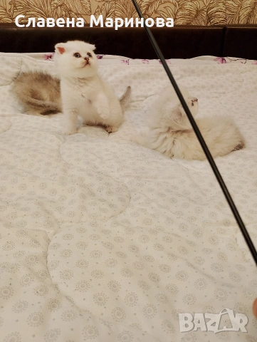 Шотландски котета ,сребърна чинчила, колорпойнт, дългокосместа котка, снимка 3 - Чинчили - 54735813